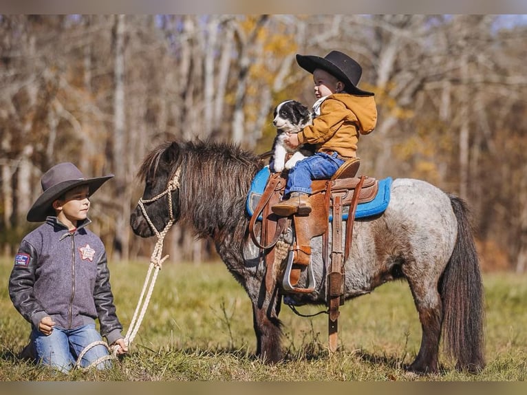 American Miniature Horse Stute 12 Jahre 76 cm Roan-Blue in Lyles