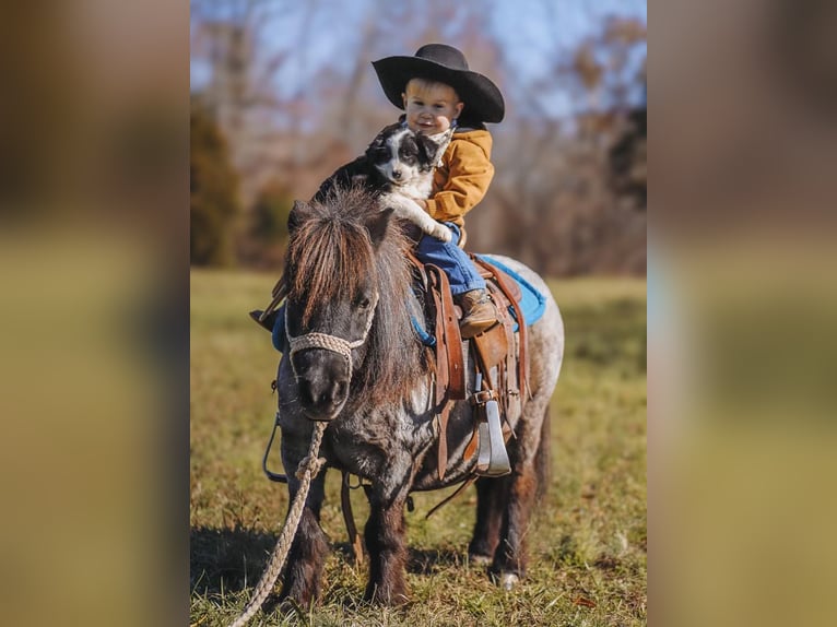 American Miniature Horse Stute 12 Jahre 76 cm Roan-Blue in Lyles