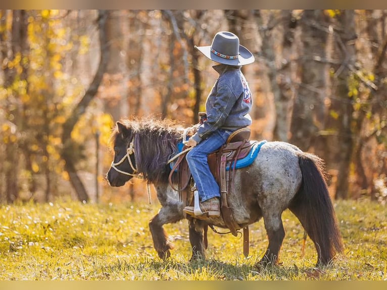 American Miniature Horse Stute 12 Jahre 76 cm Roan-Blue in Lyles