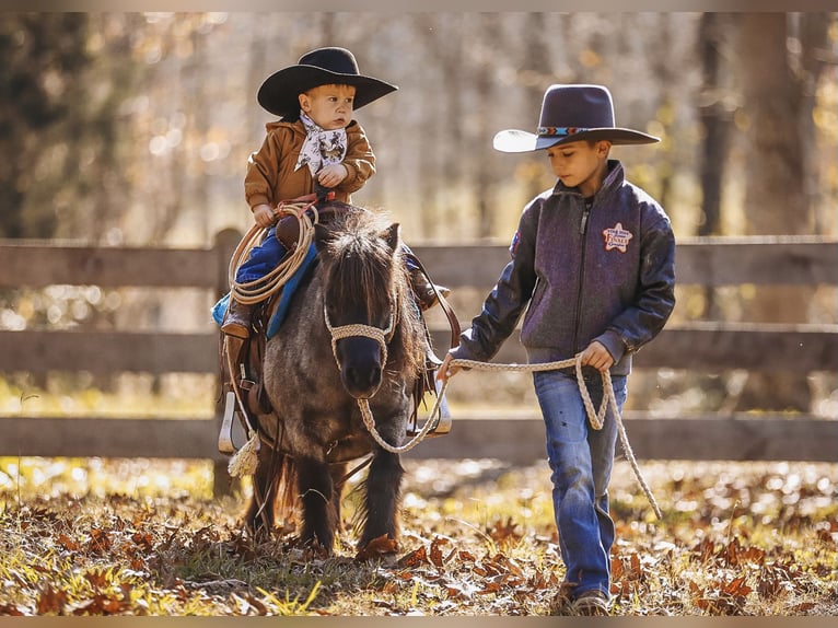 American Miniature Horse Stute 12 Jahre 76 cm Roan-Blue in Lyles