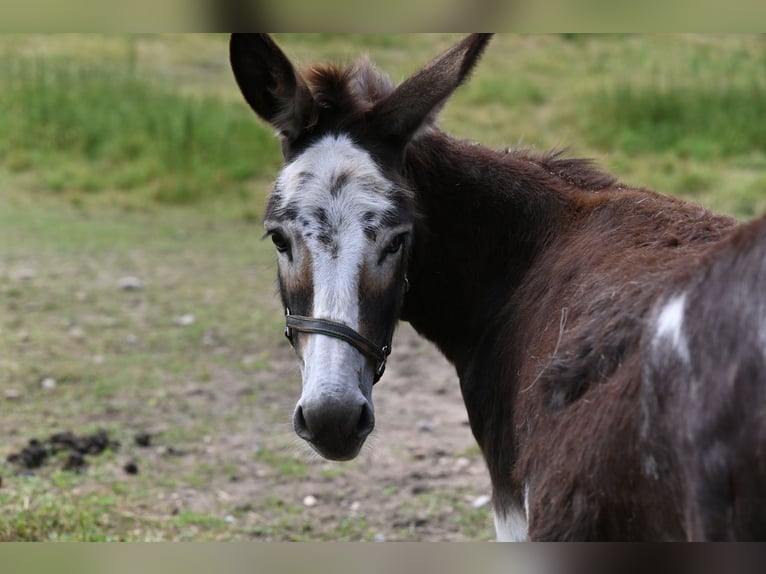 American Miniature Horse Stute 12 Jahre in Reichenwalde