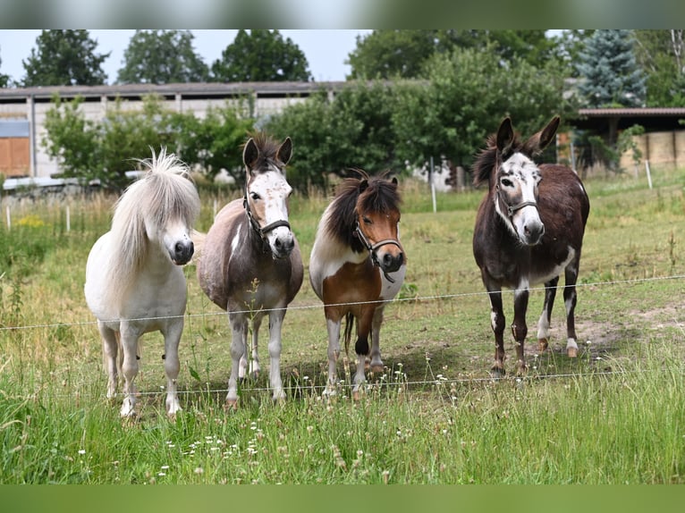 American Miniature Horse Stute 12 Jahre in Reichenwalde