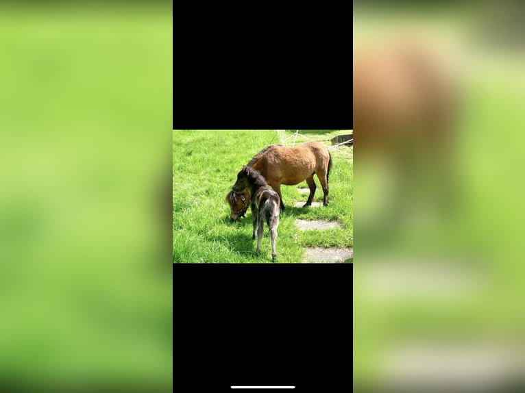 American Miniature Horse Stute 13 Jahre 83 cm Brauner in Freudenberg