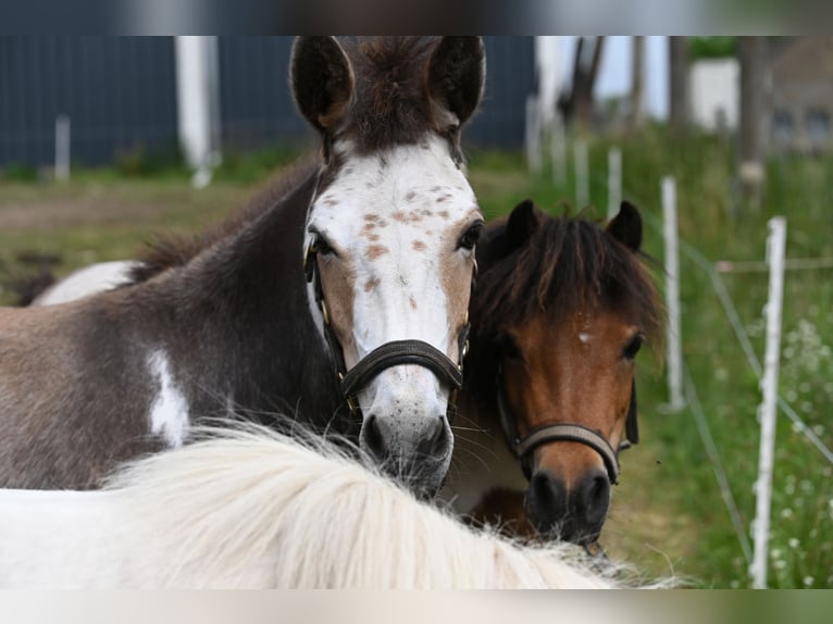 American Miniature Horse Stute 13 Jahre Schecke in Reichenwalde