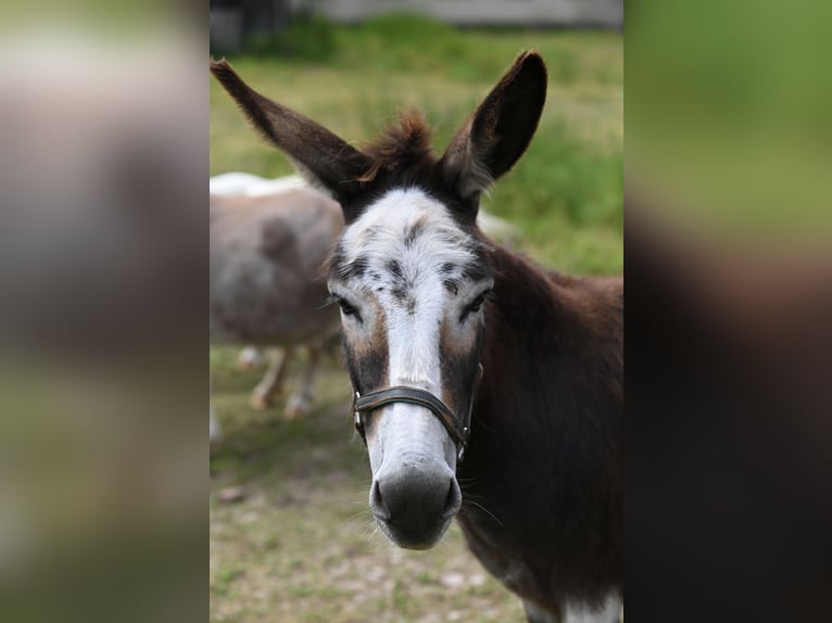 American Miniature Horse Stute 13 Jahre Schecke in Reichenwalde