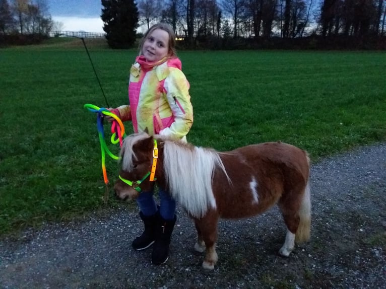 American Miniature Horse Mix Stute 14 Jahre 70 cm Fuchs in Gossau ZH