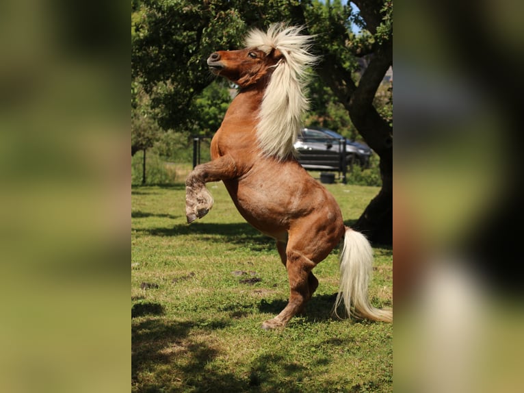 American Miniature Horse Mix Stute 14 Jahre 85 cm Brauner in De Lier