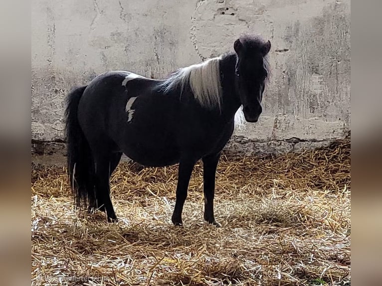American Miniature Horse Stute 15 Jahre 80 cm Schecke in Colditz