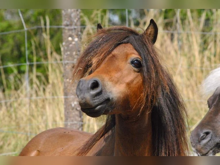 American Miniature Horse Stute 1 Jahr 83 cm Tobiano-alle-Farben in Sarreguemines