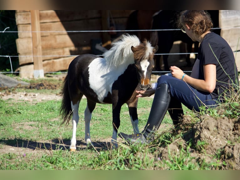 American Miniature Horse Stute 1 Jahr 83 cm Tobiano-alle-Farben in Sarreguemines