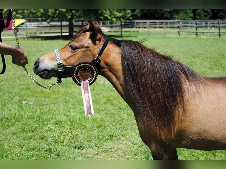 American Miniature Horse Stute 1 Jahr 83 cm Tobiano-alle-Farben in Sarreguemines