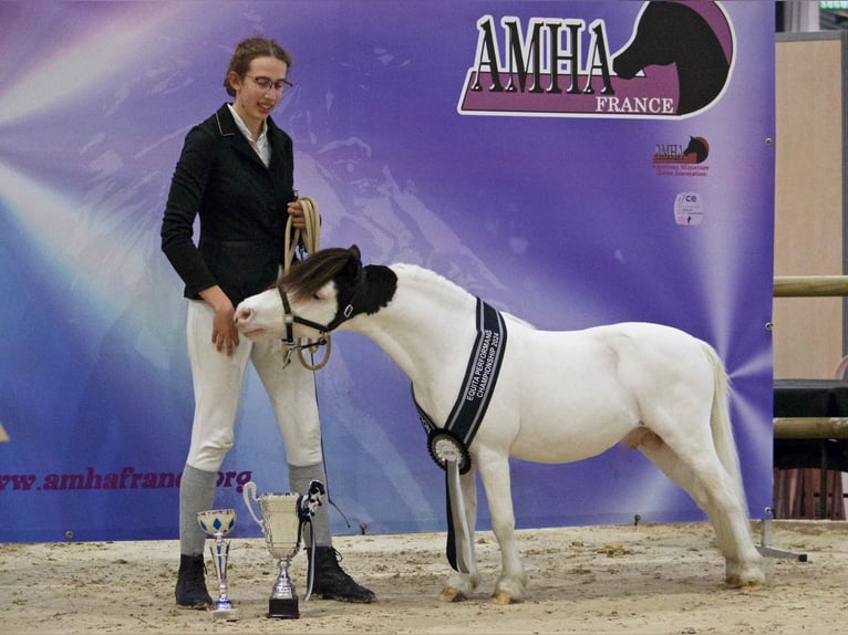 American Miniature Horse Stute 1 Jahr 83 cm Tobiano-alle-Farben in Sarreguemines