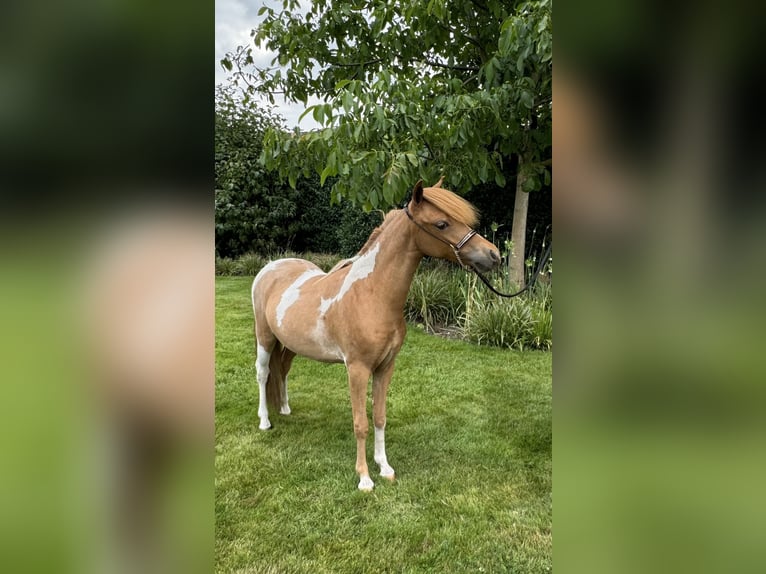 American Miniature Horse Stute 1 Jahr 85 cm Tobiano-alle-Farben in Wiekevorst