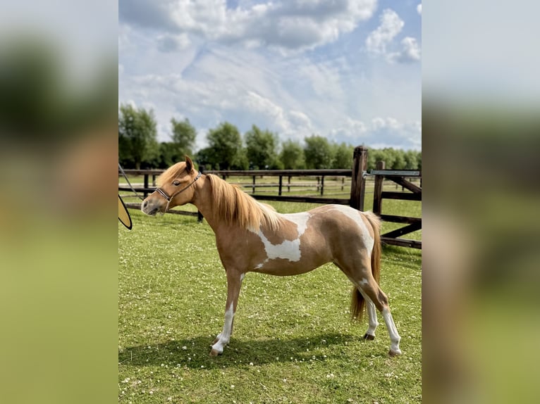 American Miniature Horse Stute 1 Jahr 85 cm Tobiano-alle-Farben in Wiekevorst