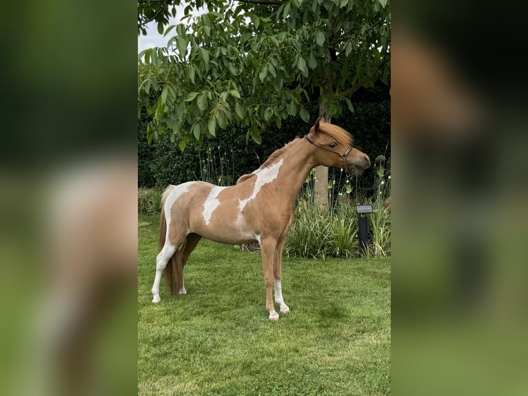 American Miniature Horse Stute 1 Jahr 85 cm Tobiano-alle-Farben in Wiekevorst