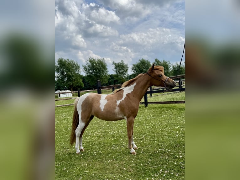 American Miniature Horse Stute 1 Jahr 85 cm Tobiano-alle-Farben in Wiekevorst