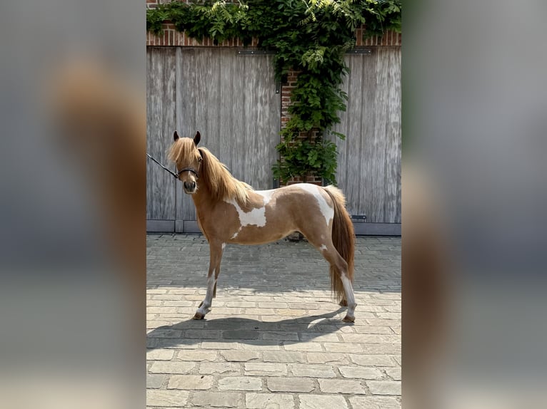 American Miniature Horse Stute 1 Jahr 85 cm Tobiano-alle-Farben in Wiekevorst