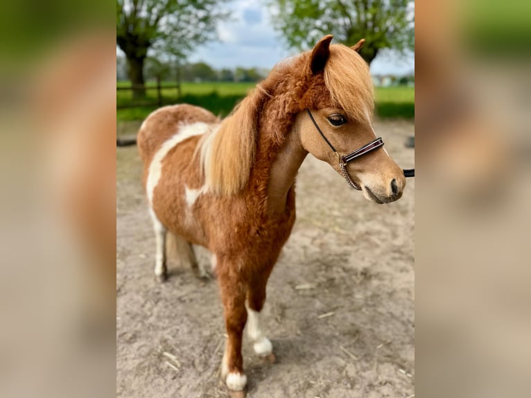American Miniature Horse Stute 1 Jahr 85 cm Tobiano-alle-Farben in Wiekevorst