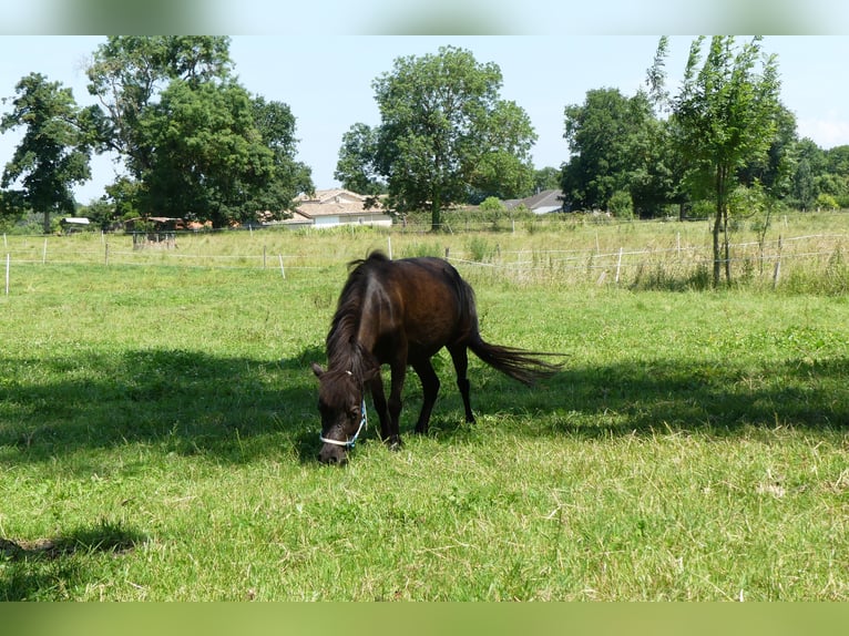 American Miniature Horse Stute 1 Jahr Overo-alle-Farben in PONLAT-TAILLEBOURG
