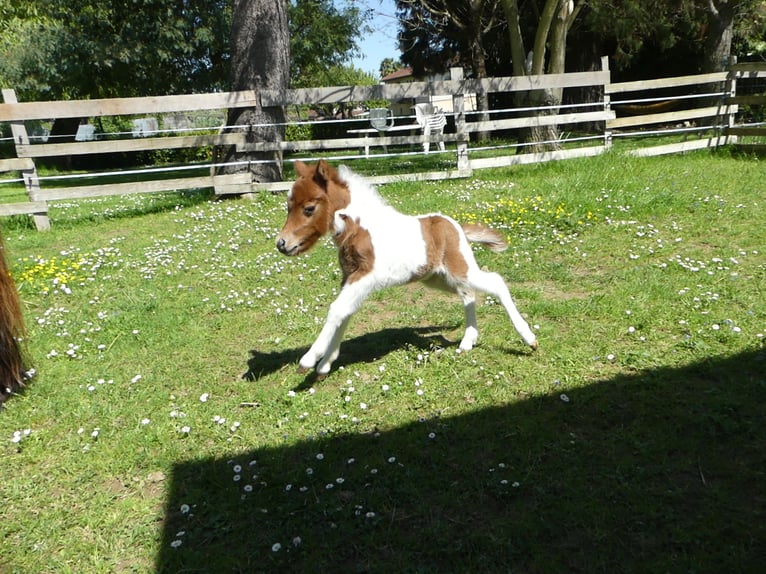 American Miniature Horse Stute 1 Jahr Overo-alle-Farben in PONLAT-TAILLEBOURG