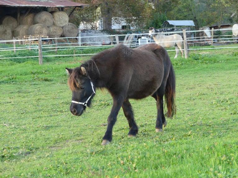American Miniature Horse Stute 1 Jahr Overo-alle-Farben in PONLAT-TAILLEBOURG