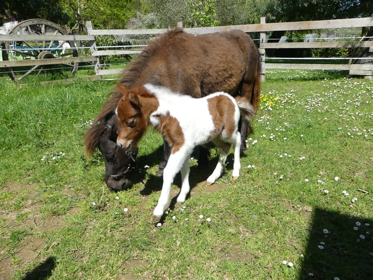 American Miniature Horse Stute 1 Jahr Overo-alle-Farben in PONLAT-TAILLEBOURG