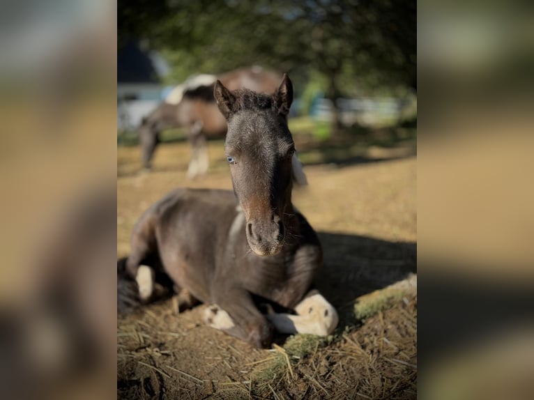 American Miniature Horse Stute 1 Jahr Schecke in Röslau