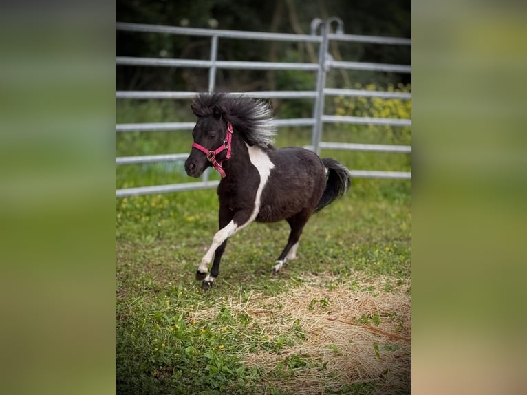 American Miniature Horse Stute 1 Jahr Schecke in Röslau
