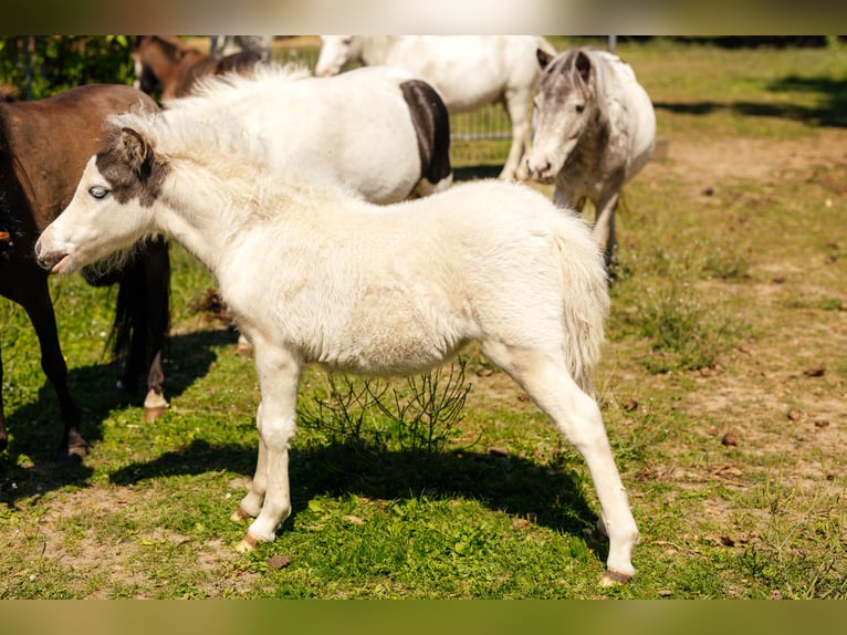 American Miniature Horse Stute 1 Jahr Tovero-alle-Farben in Söhlde