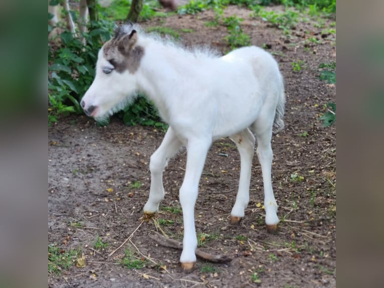 American Miniature Horse Stute 1 Jahr Tovero-alle-Farben in Söhlde