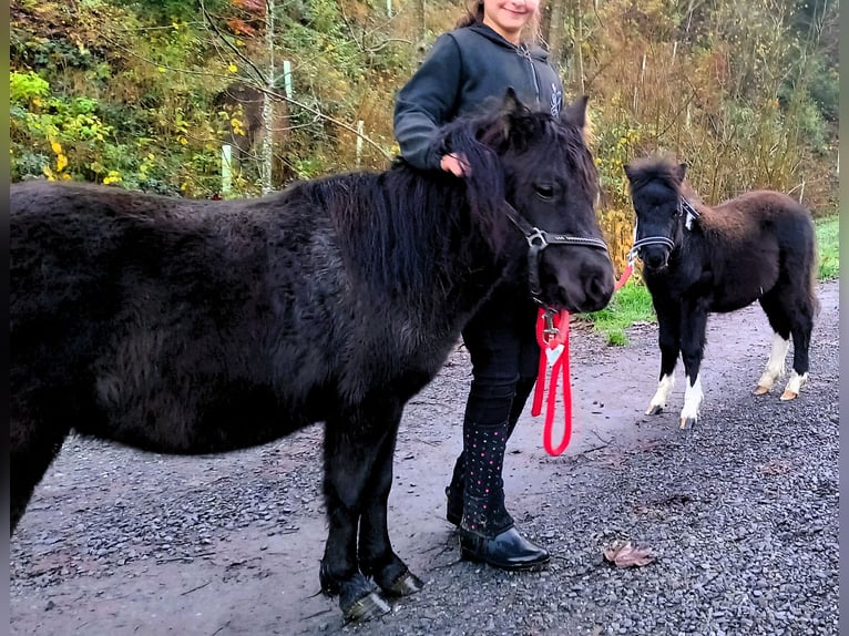 American Miniature Horse Stute 2 Jahre 110 cm Schecke in Gettnau