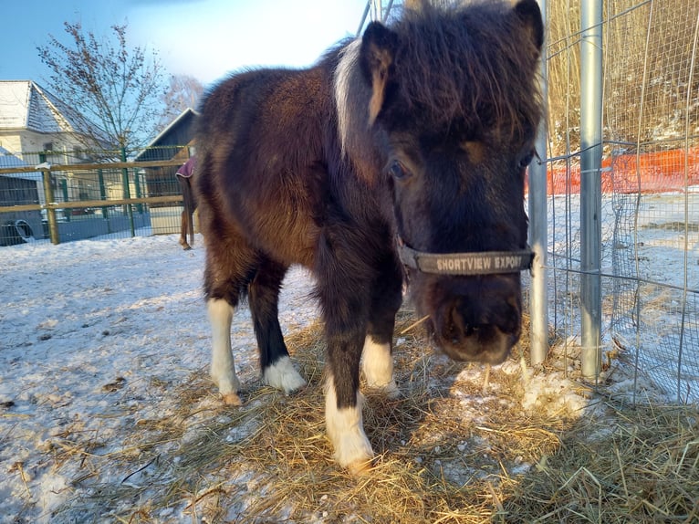 American Miniature Horse Stute 2 Jahre 110 cm Schecke in Gettnau