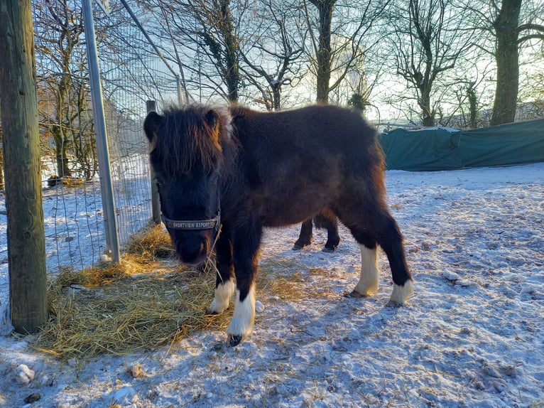 American Miniature Horse Stute 2 Jahre 110 cm Schecke in Gettnau