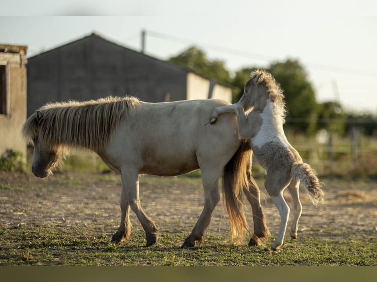 American Miniature Horse Stute 2 Jahre 78 cm Champagne in Loye sur Arnon