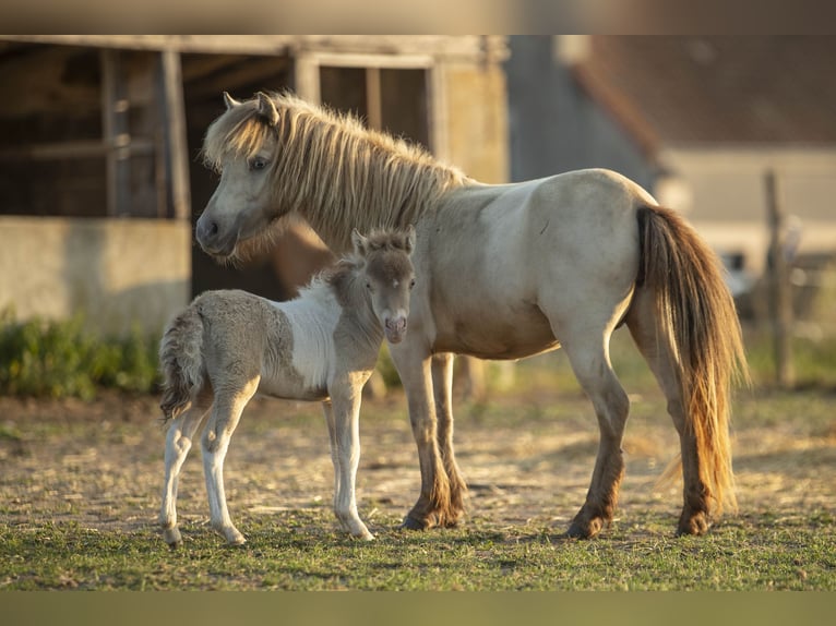 American Miniature Horse Stute 2 Jahre 78 cm Champagne in Loye sur Arnon