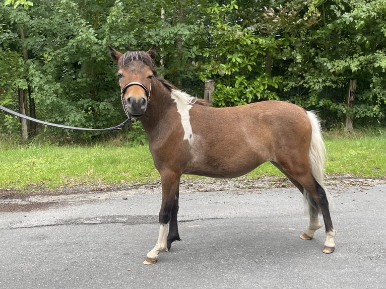 American Miniature Horse Stute 2 Jahre 78 cm Tobiano-alle-Farben in Bad Bentheim