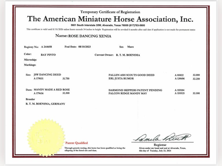 American Miniature Horse Stute 2 Jahre 78 cm Tobiano-alle-Farben in Bad Bentheim