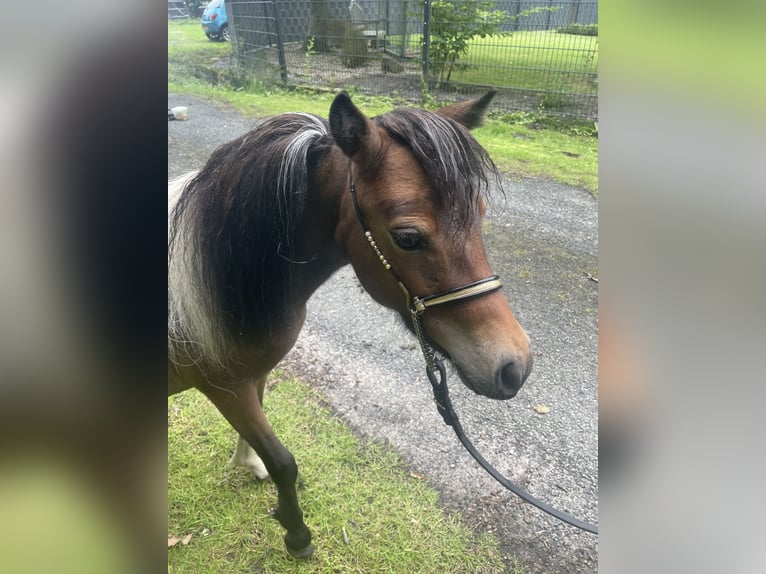 American Miniature Horse Stute 2 Jahre 78 cm Tobiano-alle-Farben in Bad Bentheim