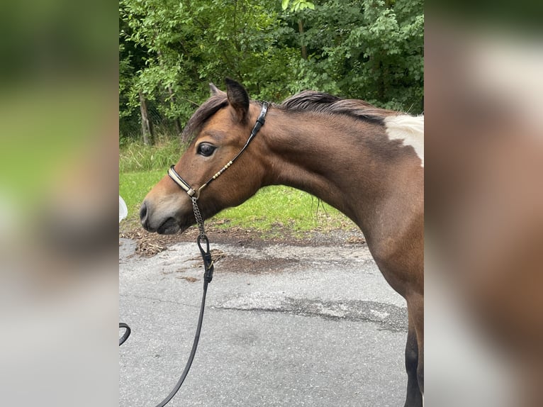 American Miniature Horse Stute 2 Jahre 78 cm Tobiano-alle-Farben in Bad Bentheim