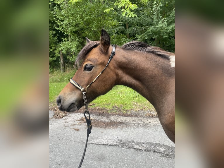 American Miniature Horse Stute 2 Jahre 78 cm Tobiano-alle-Farben in Bad Bentheim