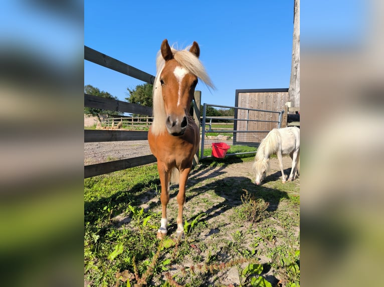 American Miniature Horse Stute 2 Jahre 80 cm Dunkelfuchs in Mézériat