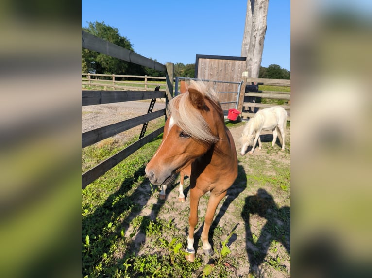 American Miniature Horse Stute 2 Jahre 80 cm Dunkelfuchs in Mézériat