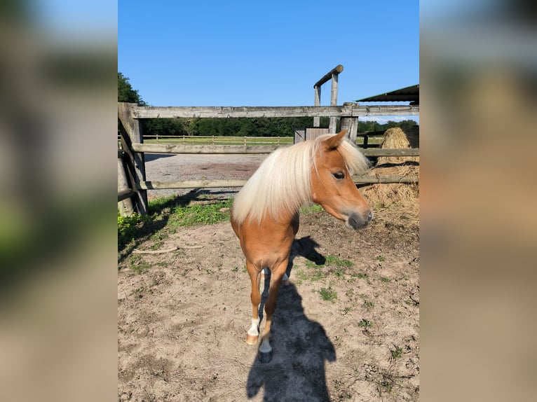 American Miniature Horse Stute 2 Jahre 80 cm Dunkelfuchs in Mézériat