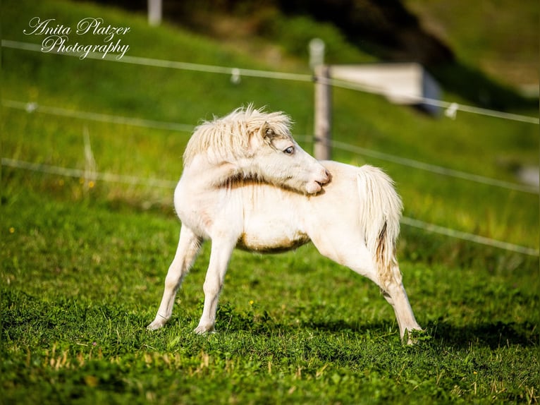 American Miniature Horse Stute 2 Jahre 80 cm Schecke in Bayrischzell