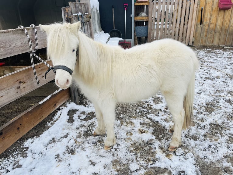 American Miniature Horse Stute 2 Jahre 80 cm Schecke in Bayrischzell