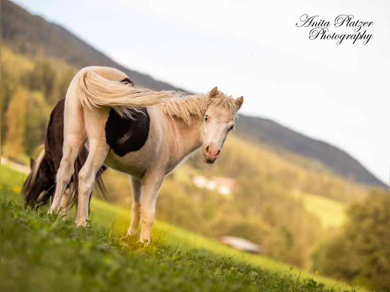 American Miniature Horse Stute 2 Jahre 80 cm Schecke in Bayrischzell