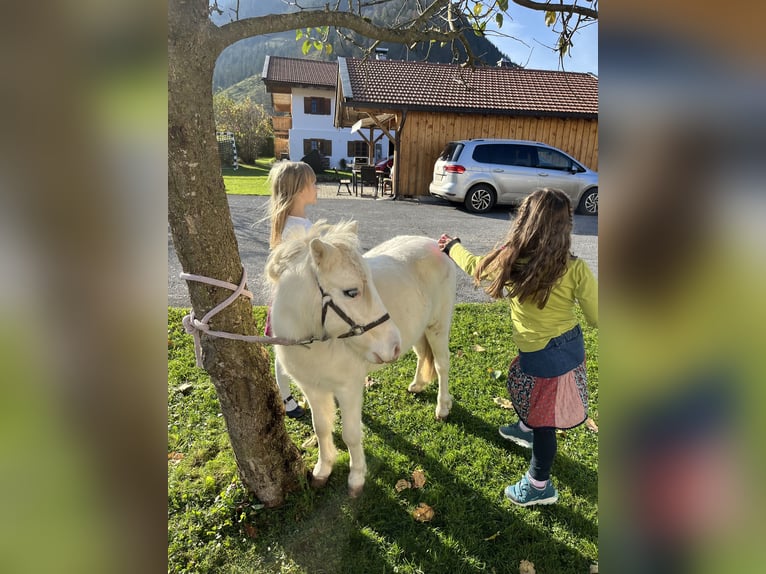 American Miniature Horse Stute 2 Jahre 80 cm Schecke in Bayrischzell