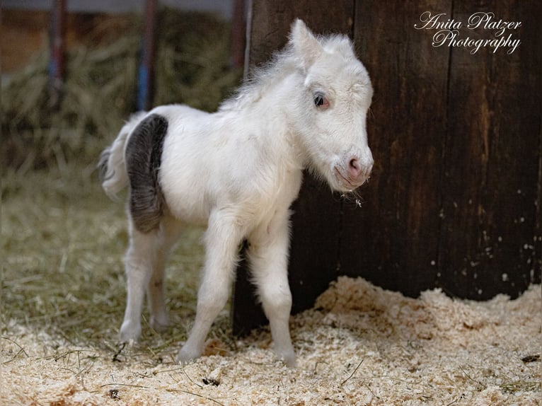 American Miniature Horse Stute 2 Jahre 80 cm Schecke in Bayrischzell