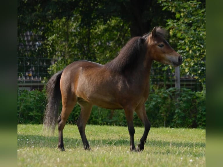 American Miniature Horse Stute 2 Jahre 85 cm Brauner in Rehhorst