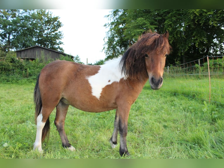 American Miniature Horse Stute 2 Jahre 86 cm Schecke in Gettorf